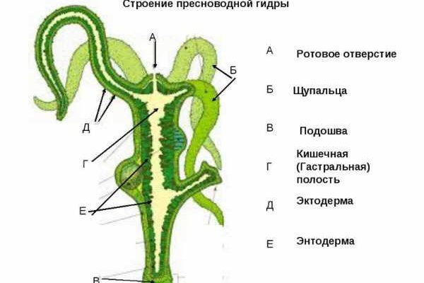 Кракен kr2web in что это